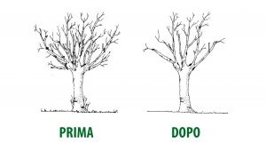 Photo of Come potare gli alberi