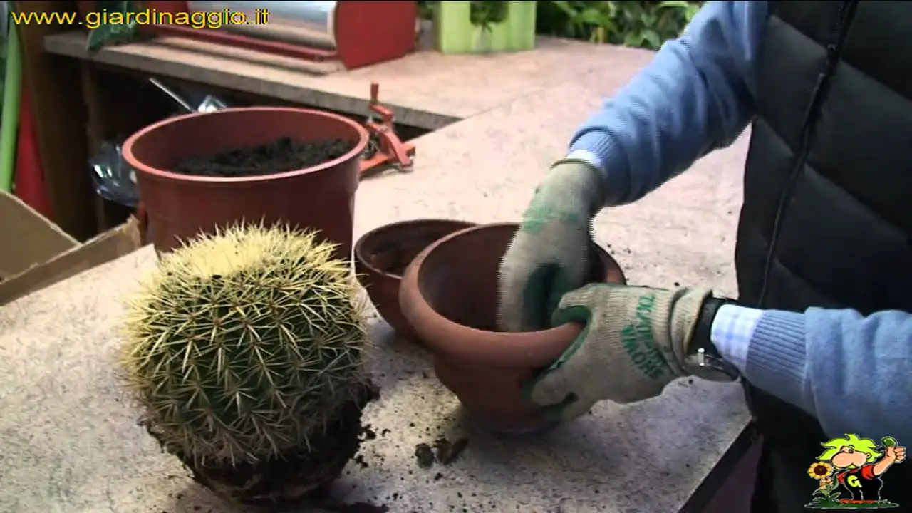 Come prendersi cura di una pianta di cactus Il Giardino Commestible Come prendersi cura di una pianta di cactus Il Giardino Commestible