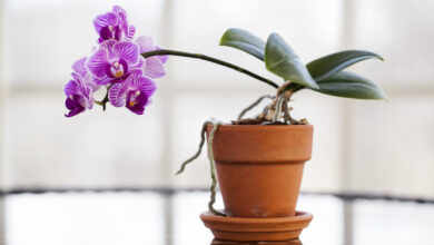 Photo of Come prendersi cura di un’orchidea a casa