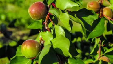 Photo of Come preparare gli alberi da frutta per l’inizio dell’inverno