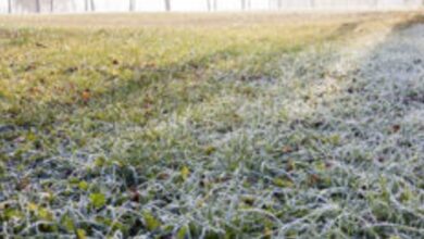 Photo of Come preparare il prato per l’inverno