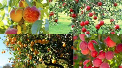 Photo of Come prepararsi a piantare alberi da frutto e arbusti