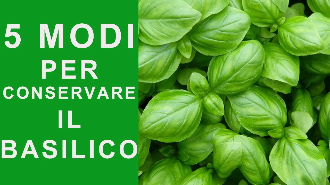 Come raccogliere il basilico più surgelato e conservarlo ...