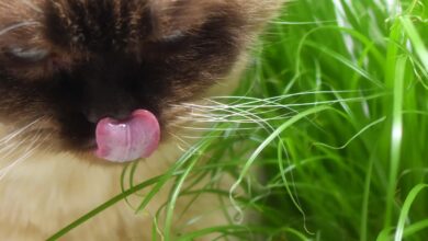 Photo of Come radicare le talee di erba gatta – L’erba gatta può essere coltivata da talee?