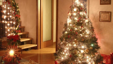 Photo of Come scegliere e prendersi cura di un albero di Natale vivente