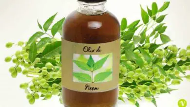 Photo of Come sfruttare la potenza dell’olio di neem per le piante