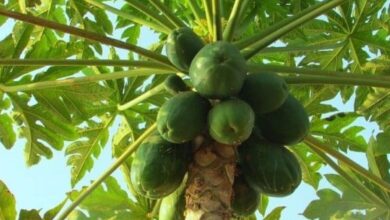 Photo of Come si coltiva la papaia a casa?
