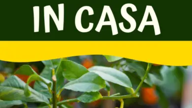 Photo of Come si coltivano i limoni a casa?