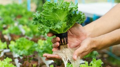 Photo of Come utilizzare il metodo di giardinaggio di base per crescere con un minimo di acqua