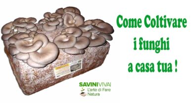 Photo of Come vendere i funghi shiitake e trarre profitto dal vostro hobby, la coltivazione di funghi