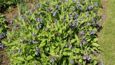 Photo of Comfrey caucasico