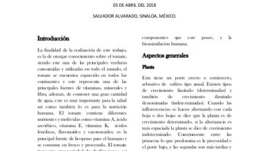 Photo of Commento cultiver les tomates (Lycopersicon esculentum Mill.)