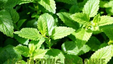 Photo of Compagni di menta – Quali piante crescono bene con la menta