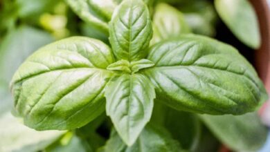 Photo of Concimare le piante di basilico: come e quando nutrire il basilico