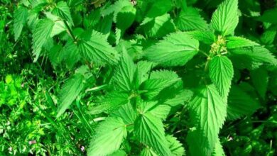 Photo of Concimazione delle ortiche per il giardino: informazioni sulla produzione e sull’uso delle ortiche come fertilizzante