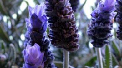 Photo of Concime alla lavanda: quando nutrire la lavanda in giardino