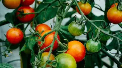 Photo of Concime per pomodori: come nutrire le vostre piante per il raccolto finale