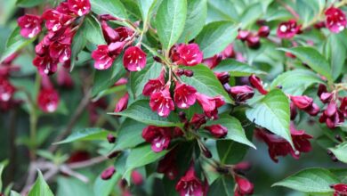 Photo of Conoscere i fiori di Veigelia in fiore e la loro cura