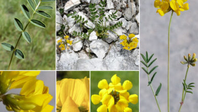 Photo of Conoscere la cura della Commelina erecta chiamata anche Fiore di…