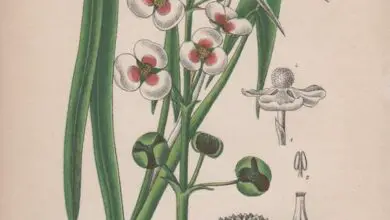 Photo of Conoscere la cura di Sagittaria sagittifolia o Freccia d’acqua