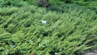 Photo of Conosciamo il Juniperus communis, un arbusto da giardino o da terrazza.