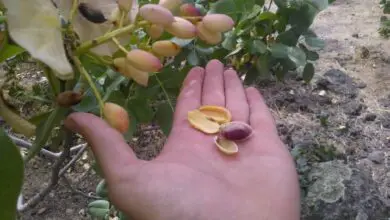Photo of Conosciamo le chiavi della coltivazione del pistacchio
