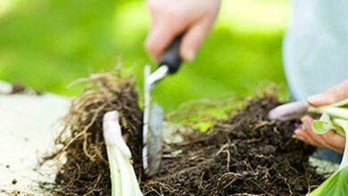 Photo of Consigli di giardinaggio di maggio e liste di cose da fare per area di piantagione e regione
