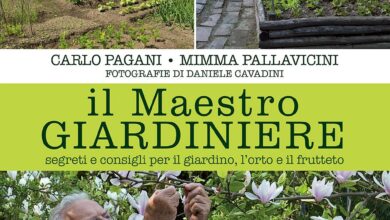 Photo of Consigli di giardinaggio per il mese di settembre e lista delle cose da fare per area di piantagione e regione