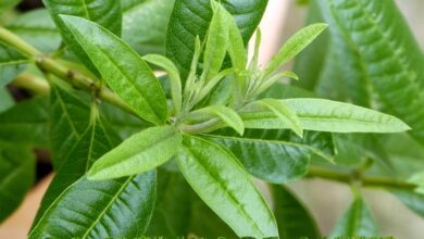 Photo of Consigli per coltivare la Verbena al limone in giardino