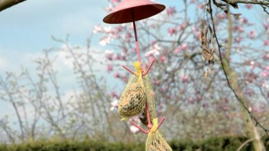 Photo of Consigli per il controllo della senape selvatica in giardino