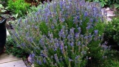 Photo of Consigli per la coltivazione dell’issopo nel vostro giardino