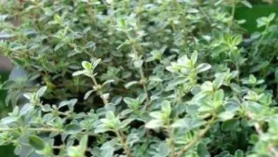 Photo of Consigli per la potatura delle piante di timo per una migliore crescita