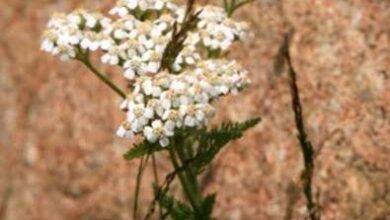 Photo of Controllo dell’achillea: suggerimenti per la rimozione dell’achillea