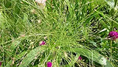 Photo of Controllo dell’erba cipollina: suggerimenti per le piante di erba cipollina da pascolo