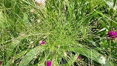 Photo of Controllo dell’erba cipollina: suggerimenti per le piante di erba cipollina da pascolo