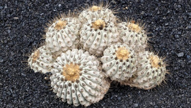 Photo of Copiapoa krainziana o cura delle piante di Chascón