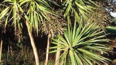 Photo of Cordyline australe