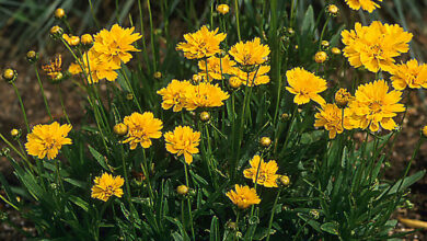 Photo of Coreopsis