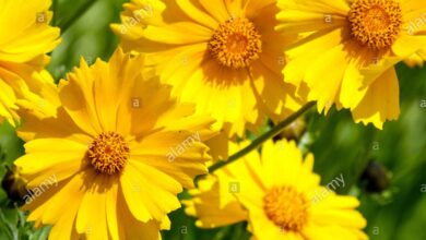 Photo of Coreopsis di foglie lanceolate, Coreopsis di sabbia