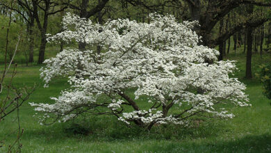 Photo of Cornus florida Cornejo de flor, Florida Cornejo, Cornejo, Cornejo