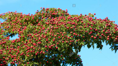 Photo of Cornus kousa Kousa cornejo, Fiore cornejo, Fragola