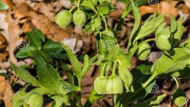 Photo of Corso Hellebore