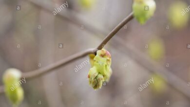 Photo of Corylopsis pauciflore, nocciola giapponese