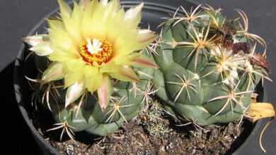 Photo of Coryphantha andreae o Coryphantha pycnacantha cura delle piante