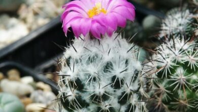 Photo of Coryphantha compact o Biznaga split compact plant care