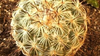 Photo of Coryphantha octacantha o Coryphantha clava: cura delle piante