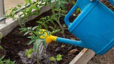 Photo of Cosa bisogna sapere sull’uso degli annaffiatoi in giardino