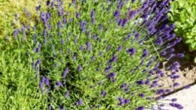 Photo of Cosa fare con la lavanda legnosa: consigli per la potatura delle piante di lavanda legnosa