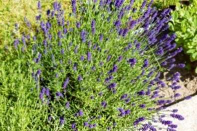 Cosa Fare Con La Lavanda Legnosa Consigli Per La Potatura Delle Piante Di Lavanda Legnosa Il Giardino Commestible