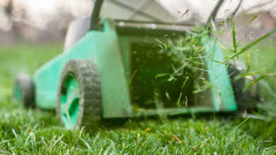Photo of Cosa fare per ravvivare il giardino in primavera